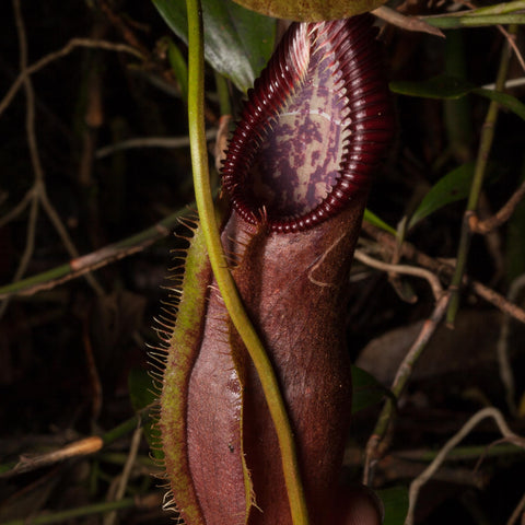 Nepenthes singalana Tujuh close-up of a dark burgundy pitcher with ribbed peristome and mottled interior