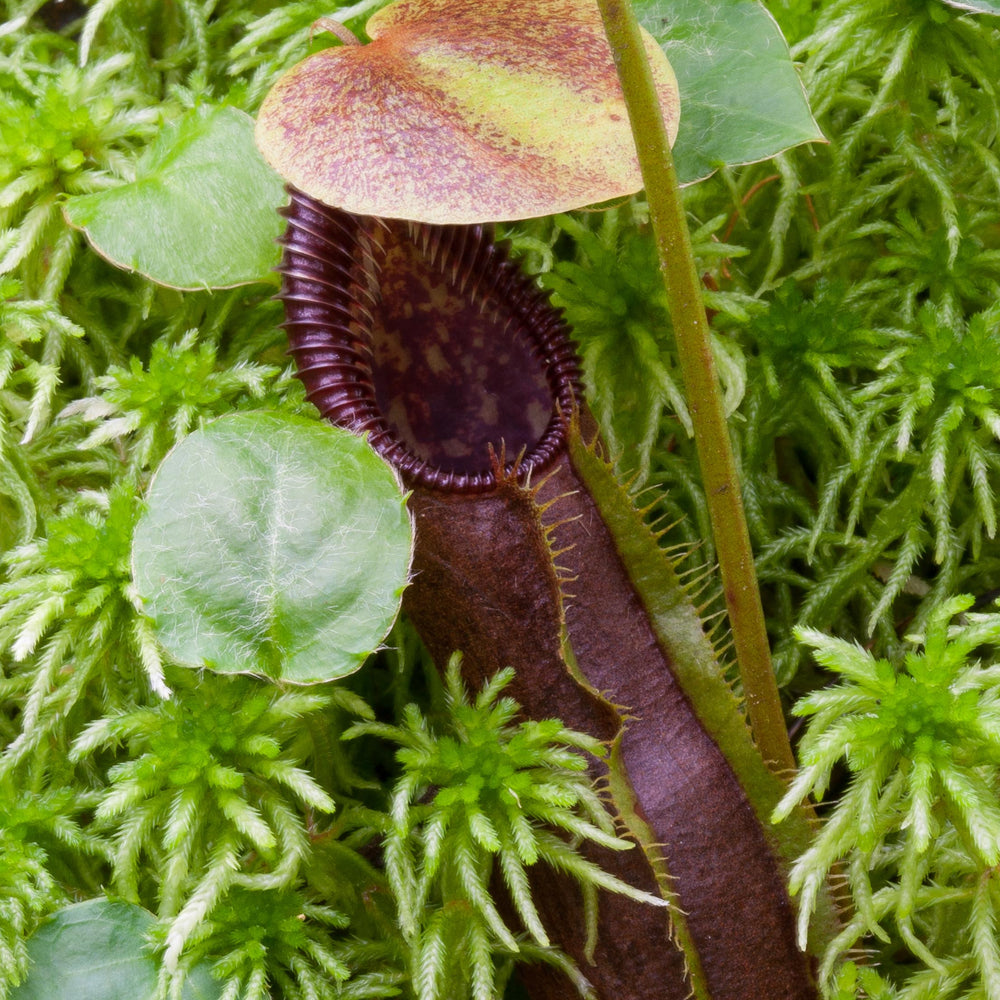 Nepenthes singalana Tujuh