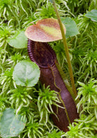 Nepenthes singalana Tujuh