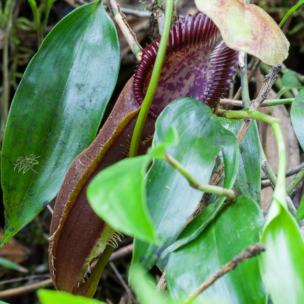 
                      
                        Nepenthes singalana Tujuh
                      
                    
