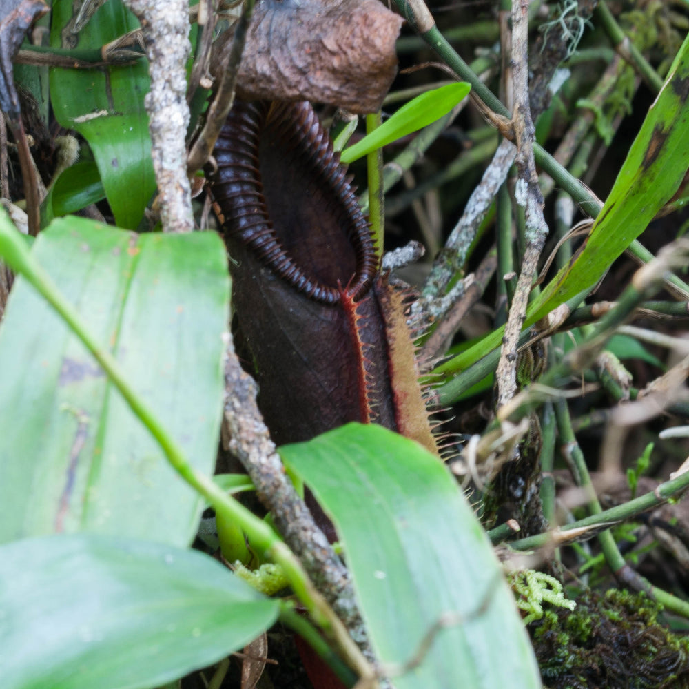 
                      
                        Nepenthes singalana Tujuh
                      
                    