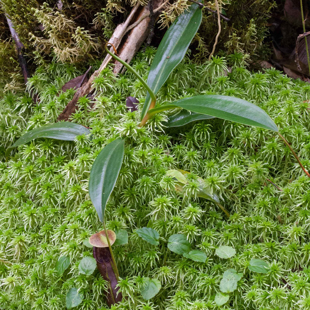 
                      
                        Nepenthes singalana Tujuh
                      
                    