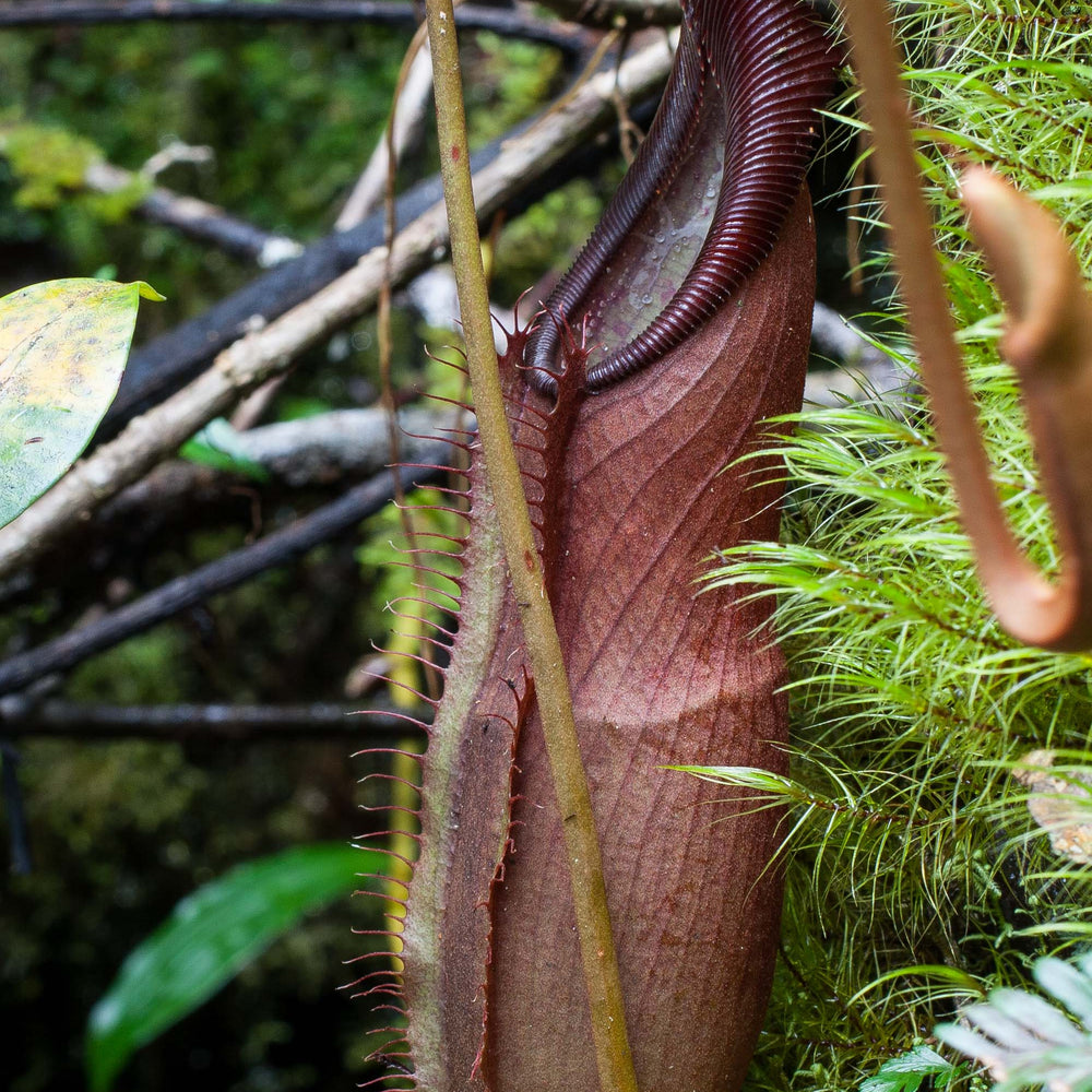 
                      
                        Nepenthes singalana Tujuh
                      
                    