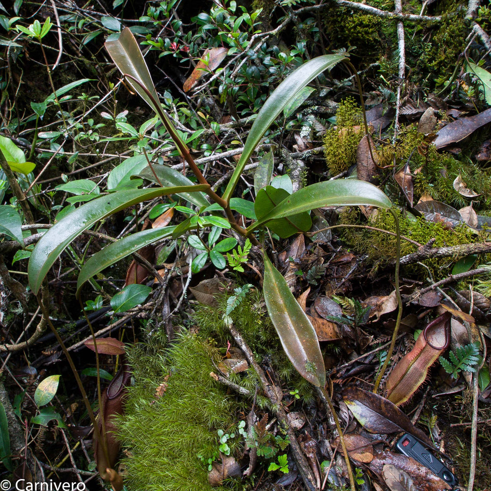 
                      
                        Nepenthes singalana Tujuh
                      
                    