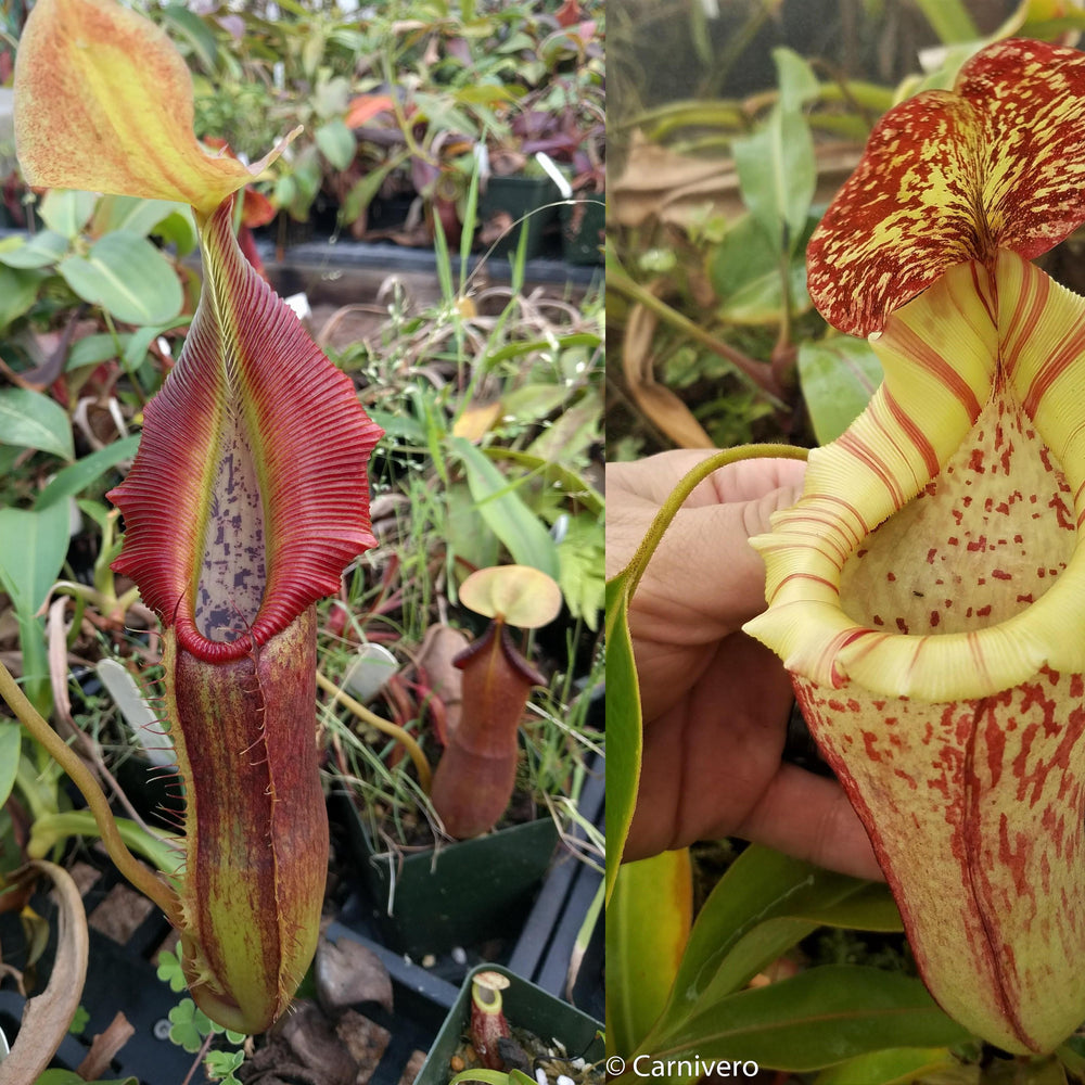 
                      
                        Nepenthes singalana variegated x [(lowii x veitchii) x boschiana]-white, CAR-0060
                      
                    