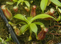 Nepenthes singalana variegated x [(lowii x veitchii) x boschiana]-white, CAR-0060
