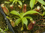 Nepenthes singalana variegated x [(lowii x veitchii) x boschiana]-white, CAR-0060