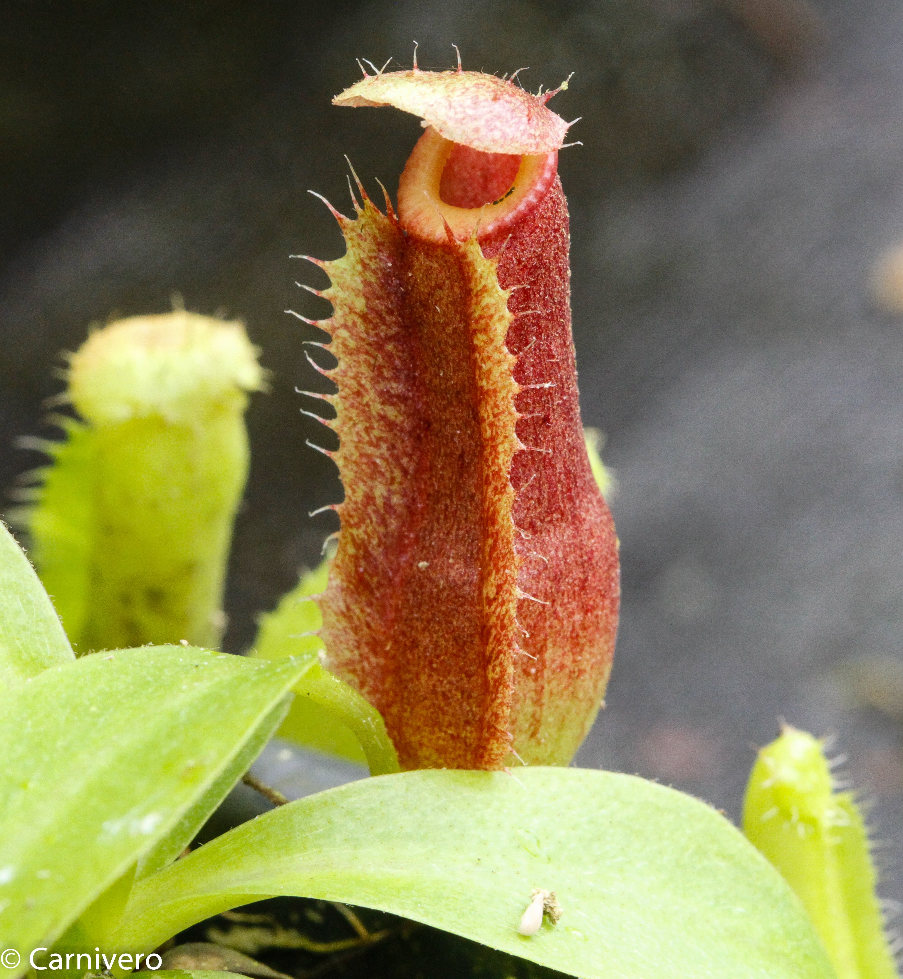 Nepenthes singalana variegated x [(lowii x veitchii) x boschiana