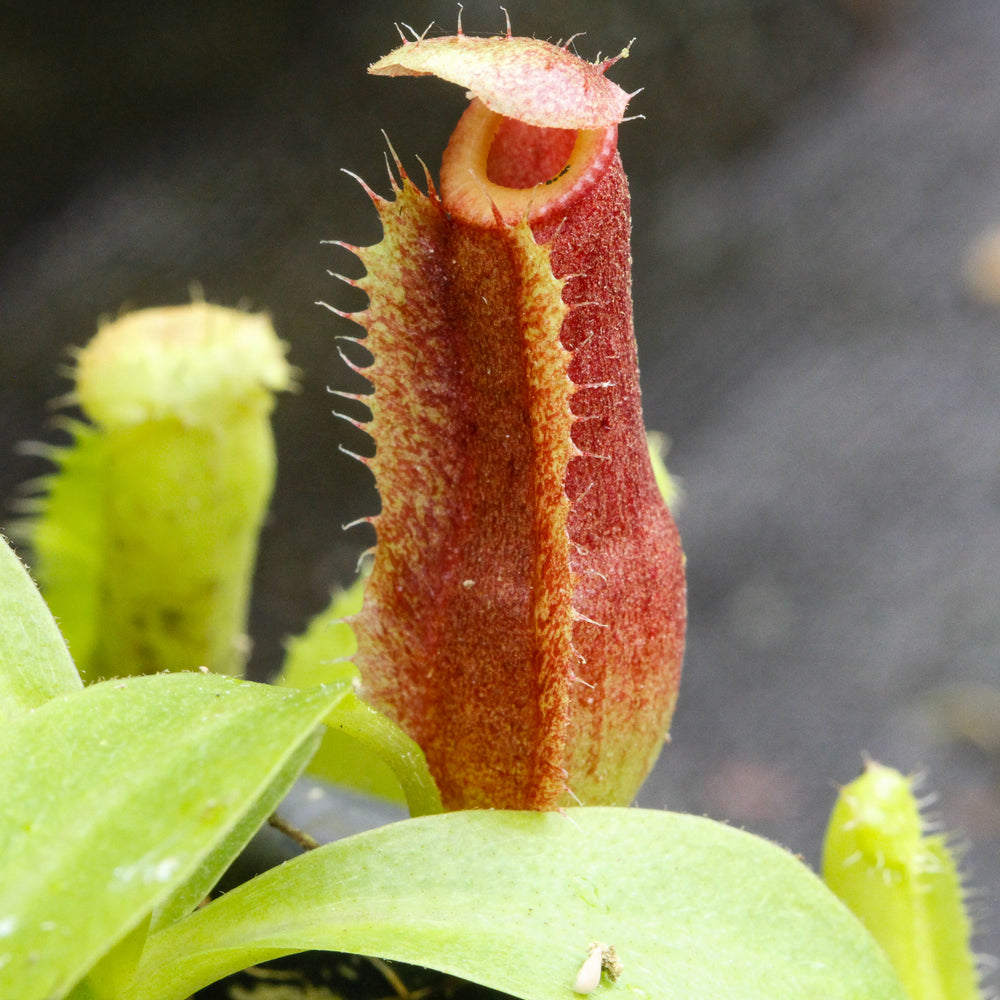 
                      
                        Nepenthes singalana variegated x [(lowii x veitchii) x boschiana]-white, CAR-0060
                      
                    