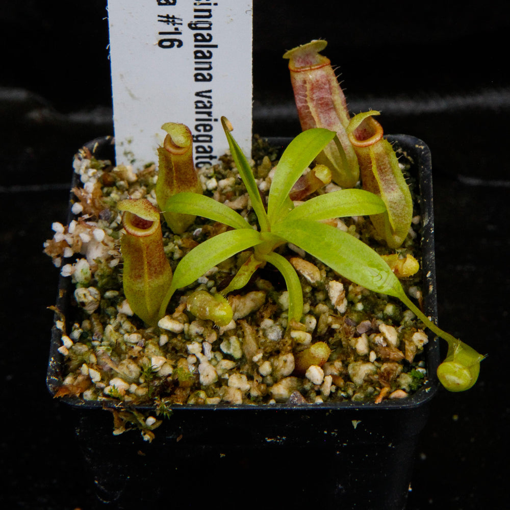 
                      
                        Nepenthes singalana variegated x flava, CAR-0143, pitcher plant, carnivorous plant, collectors plant, large pitchers, rare plants
                      
                    