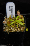 Nepenthes singalana variegated x flava, CAR-0143, pitcher plant, carnivorous plant, collectors plant, large pitchers, rare plants