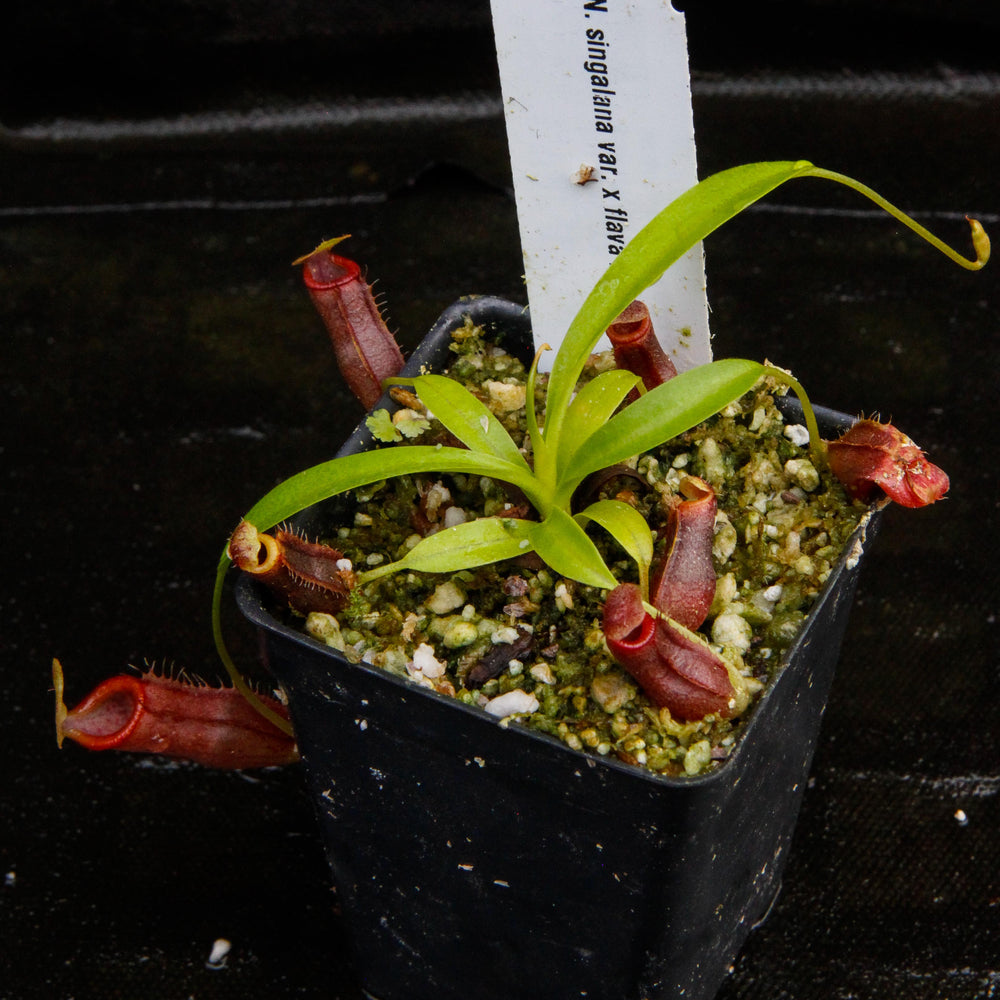 
                      
                        Nepenthes singalana variegated x flava, CAR-0143, pitcher plant, carnivorous plant, collectors plant, large pitchers, rare plants
                      
                    