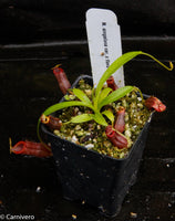 Nepenthes singalana variegated x flava, CAR-0143, pitcher plant, carnivorous plant, collectors plant, large pitchers, rare plants