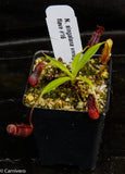 Nepenthes singalana variegated x flava, CAR-0143, pitcher plant, carnivorous plant, collectors plant, large pitchers, rare plants