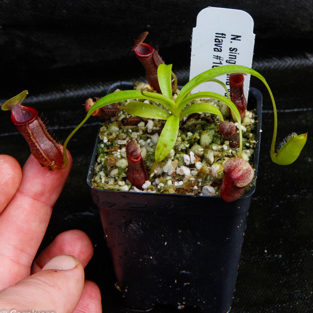 
                      
                        Nepenthes singalana variegated x flava, CAR-0143, pitcher plant, carnivorous plant, collectors plant, large pitchers, rare plants
                      
                    
