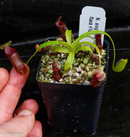 Nepenthes singalana variegated x flava, CAR-0143, pitcher plant, carnivorous plant, collectors plant, large pitchers, rare plants