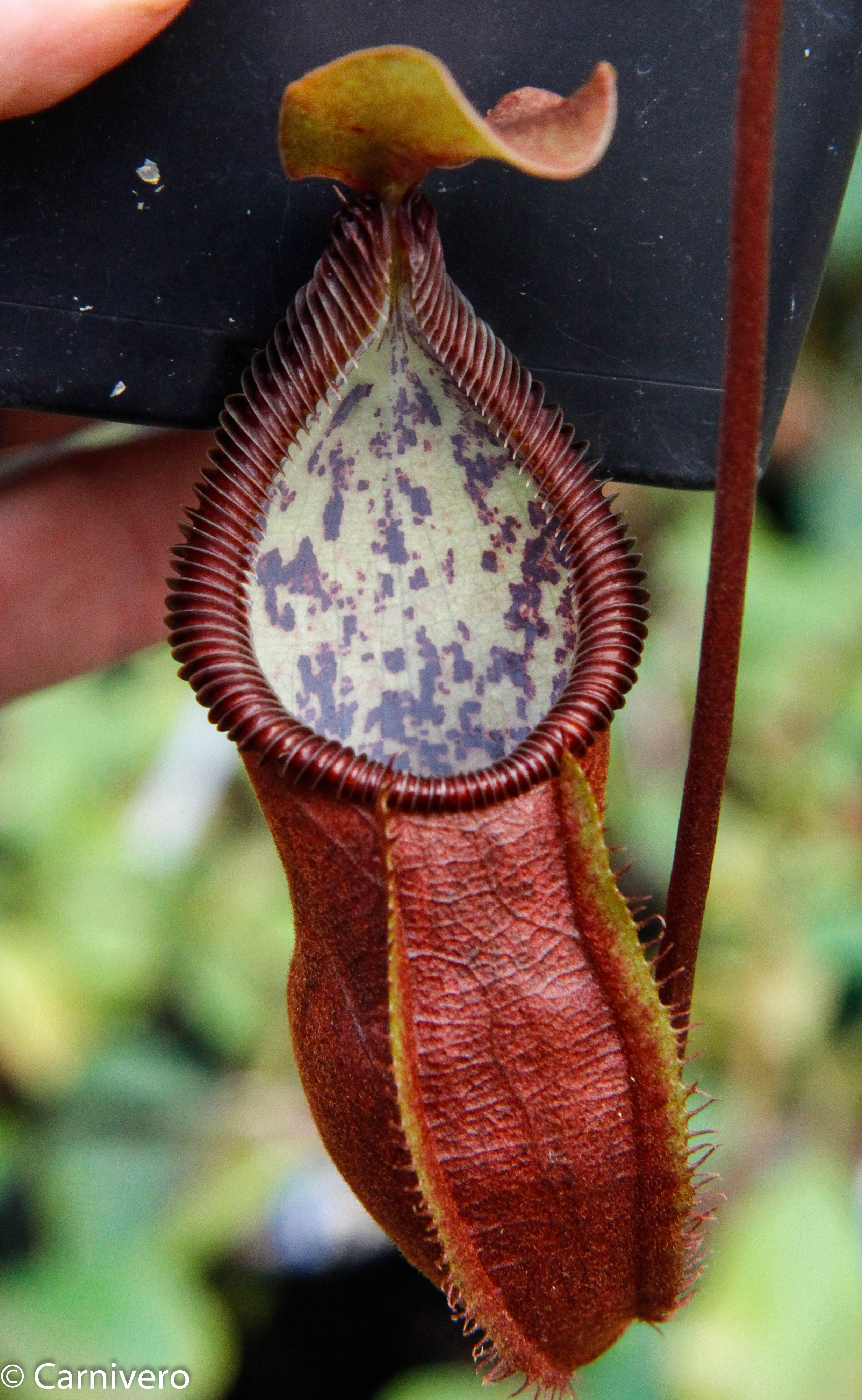 Nepenthes singalana x diabolica, BE-3900 – Carnivero