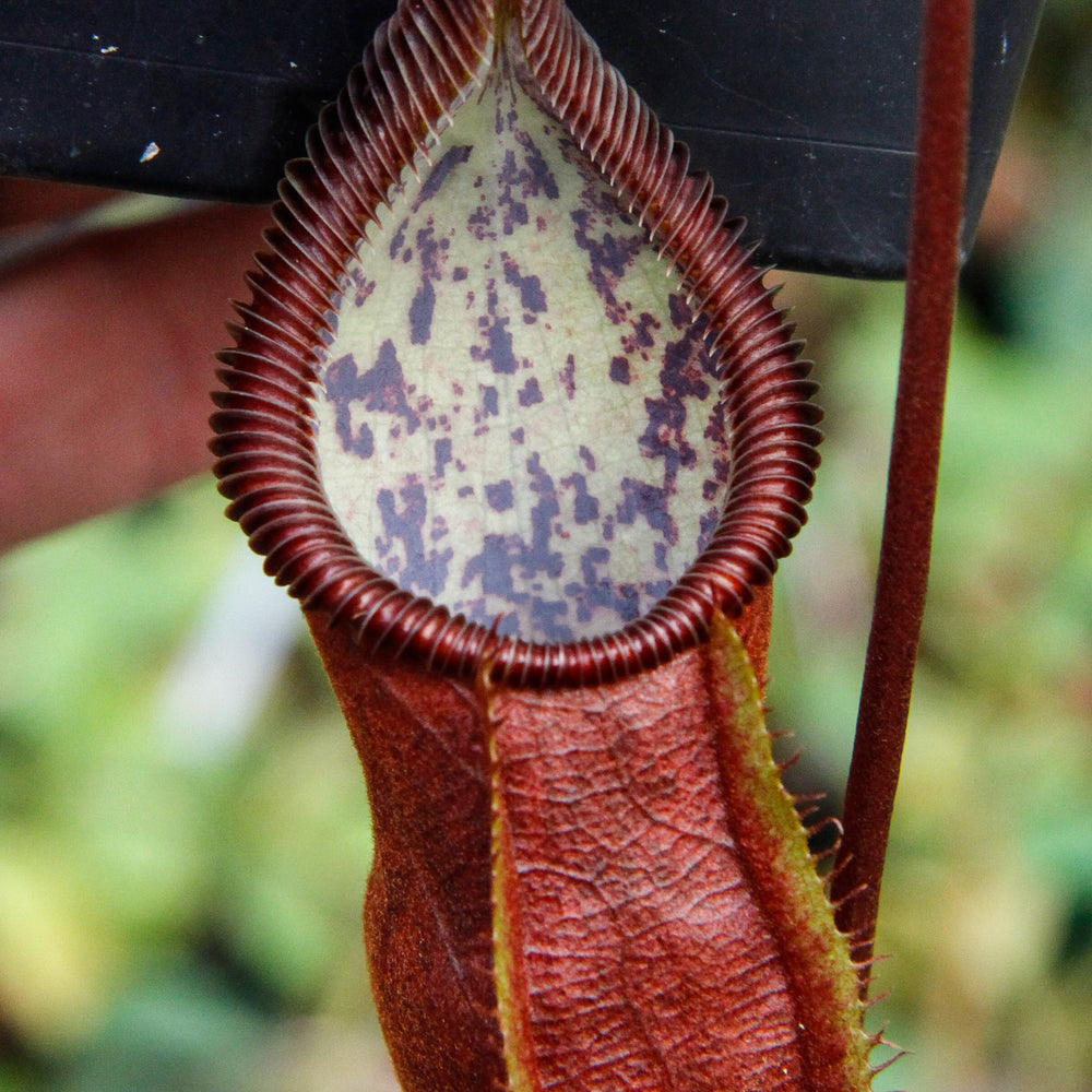 
                      
                        Nepenthes singalana x diabolica, BE-3900
                      
                    