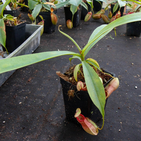Seedling Nepenthes singalana x mirabilis var globosa BE-3867 in a black pot with long green leaves and a pale hanging pitcher.