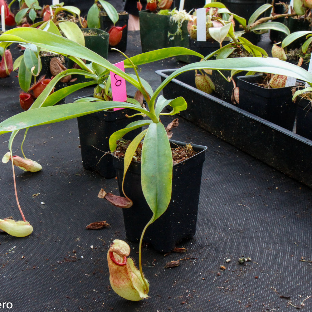 Nepenthes singalana x mirabilis var. globosa, BE-3867