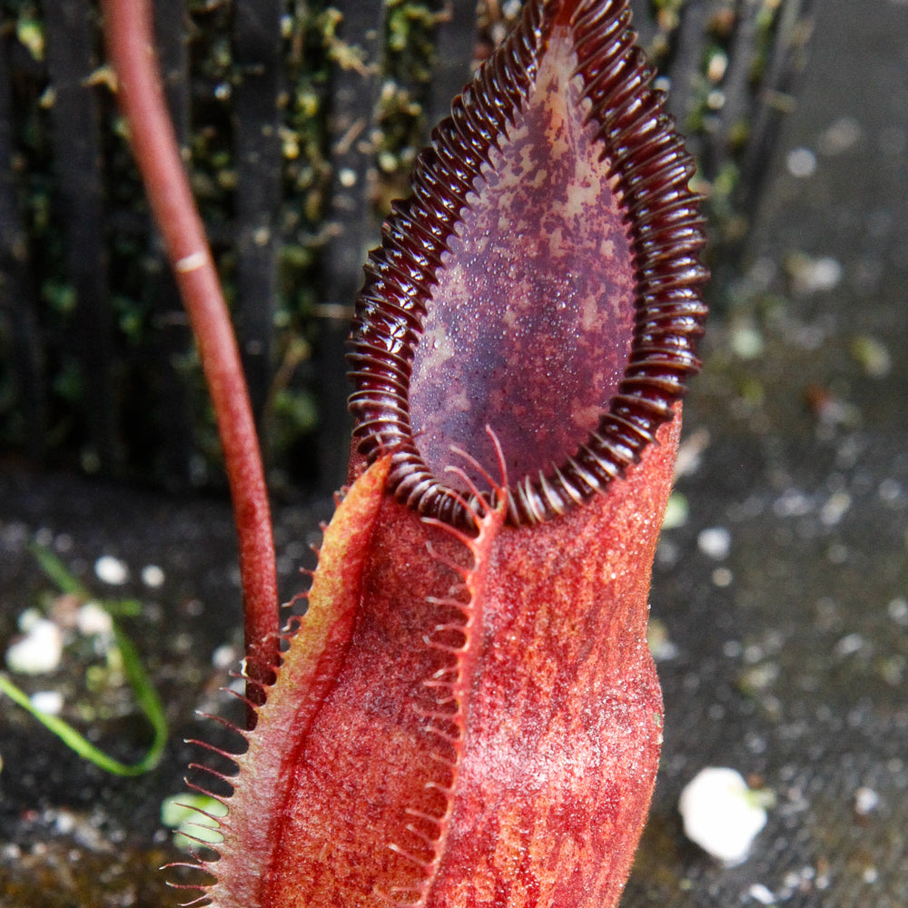 
                      
                        Nepenthes singalana x diabolica, BE-3900
                      
                    