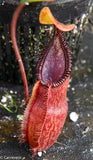 Nepenthes singalana x diabolica