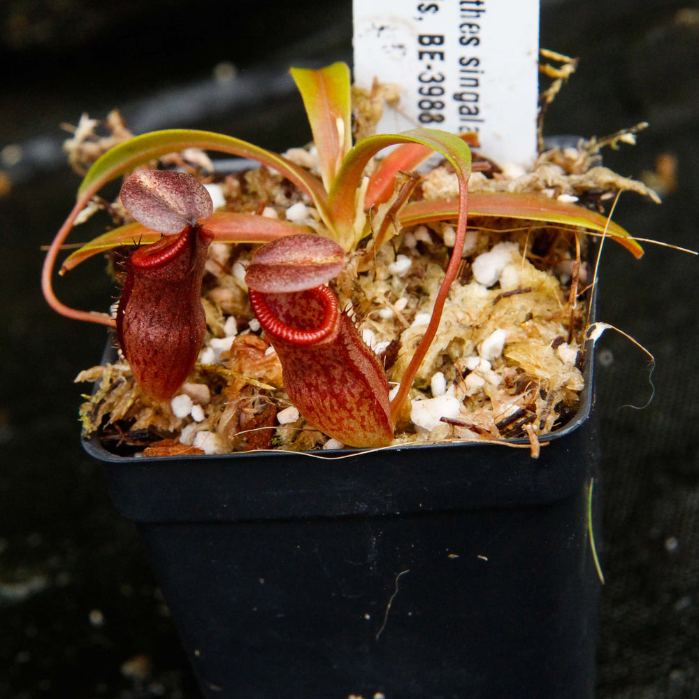 
                      
                        Nepenthes singalana x tenuis, pitcher plant, carnivorous plant, collectors plant, large pitchers, rare plants
                      
                    