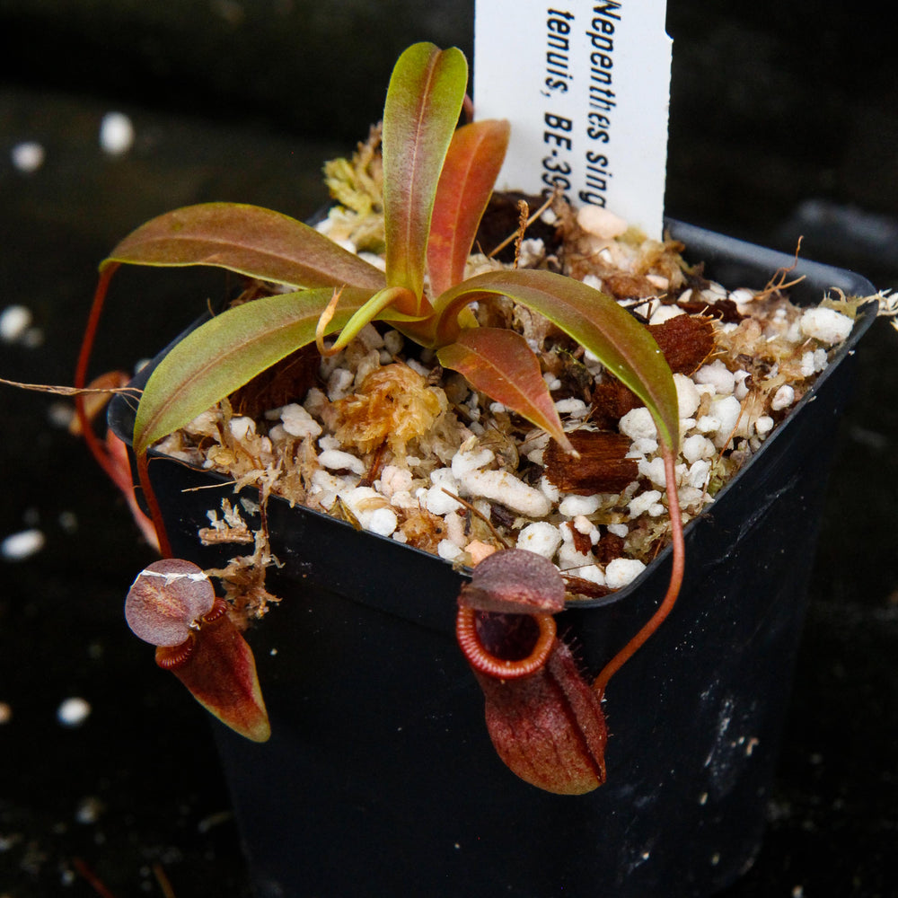 
                      
                        Nepenthes singalana x tenuis, pitcher plant, carnivorous plant, collectors plant, large pitchers, rare plants
                      
                    