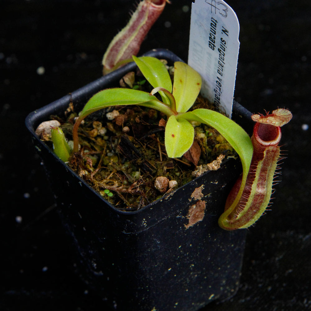 
                      
                        Nepenthes singalana x truncata(c), CAR-0127
                      
                    