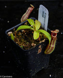 Nepenthes singalana x truncata(c), CAR-0127