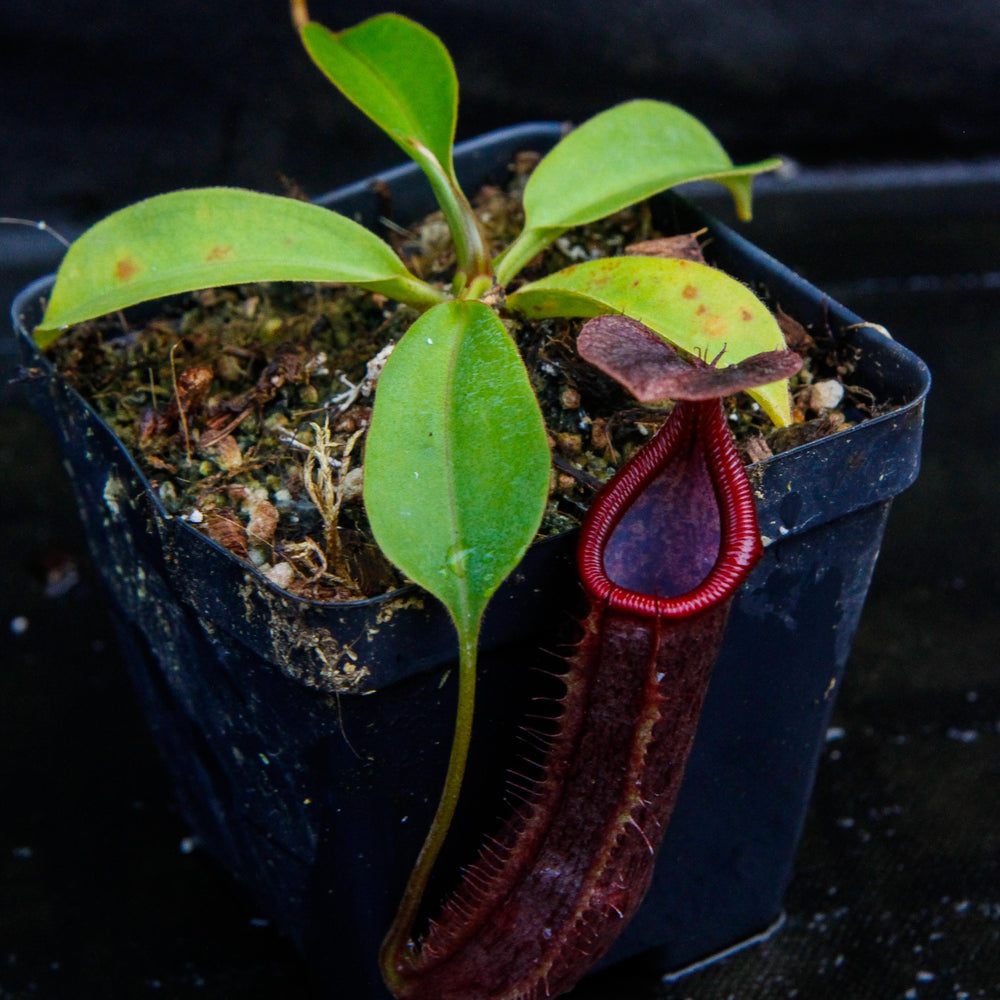 
                      
                        Nepenthes singalana x truncata(c), CAR-0127
                      
                    