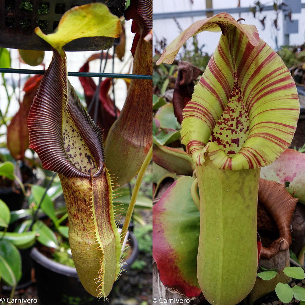 
                      
                        Nepenthes singalana x truncata(c), CAR-0127
                      
                    