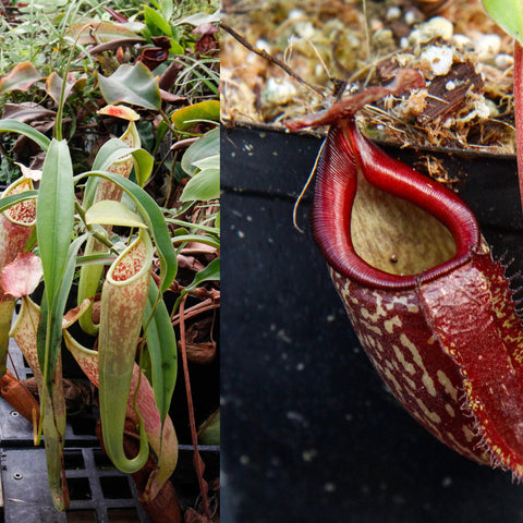 Collage of Nepenthes smilesii x maxima x talangensis showing left side with pale speckled pitchers and right side with a large red pitcher.