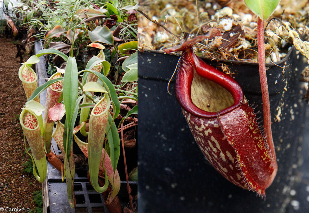 Nepenthes smilesii x (maxima x talangensis), CAR-0083