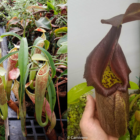 Collage of Nepenthes smilesii x robcantleyi with slender green pitchers on the left and a tall brown maroon pitcher on the right