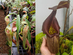 Nepenthes smilesii x robcantleyi, CAR-0082