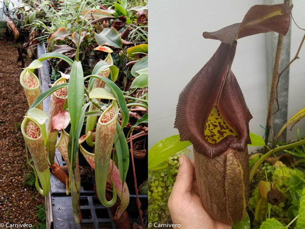 Nepenthes smilesii x robcantleyi, CAR-0082