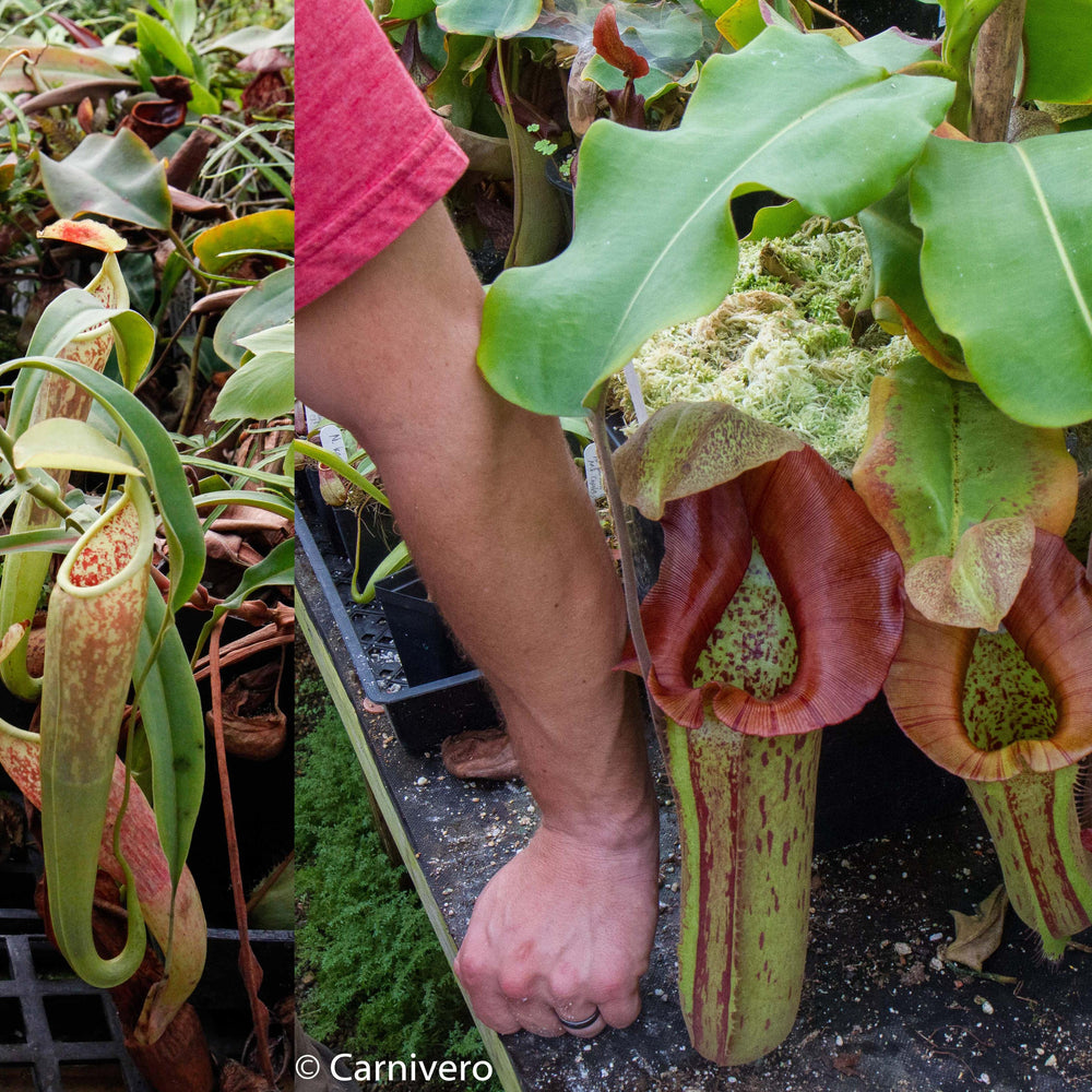 
                      
                        Nepenthes smilesii x (truncata x maxima)-Giant, CAR-0081
                      
                    