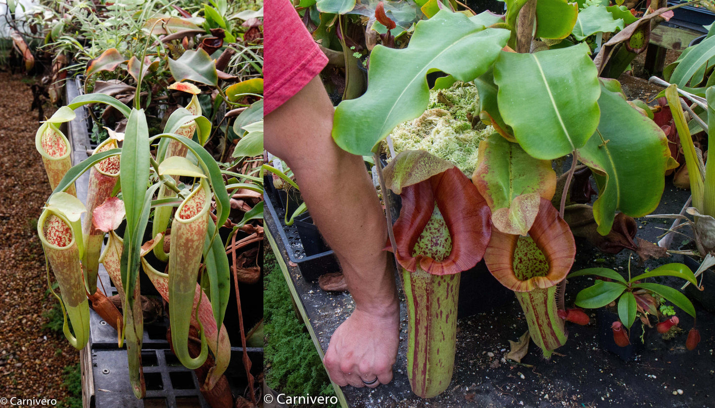 Nepenthes smilesii x (truncata x maxima)-Giant, CAR-0081