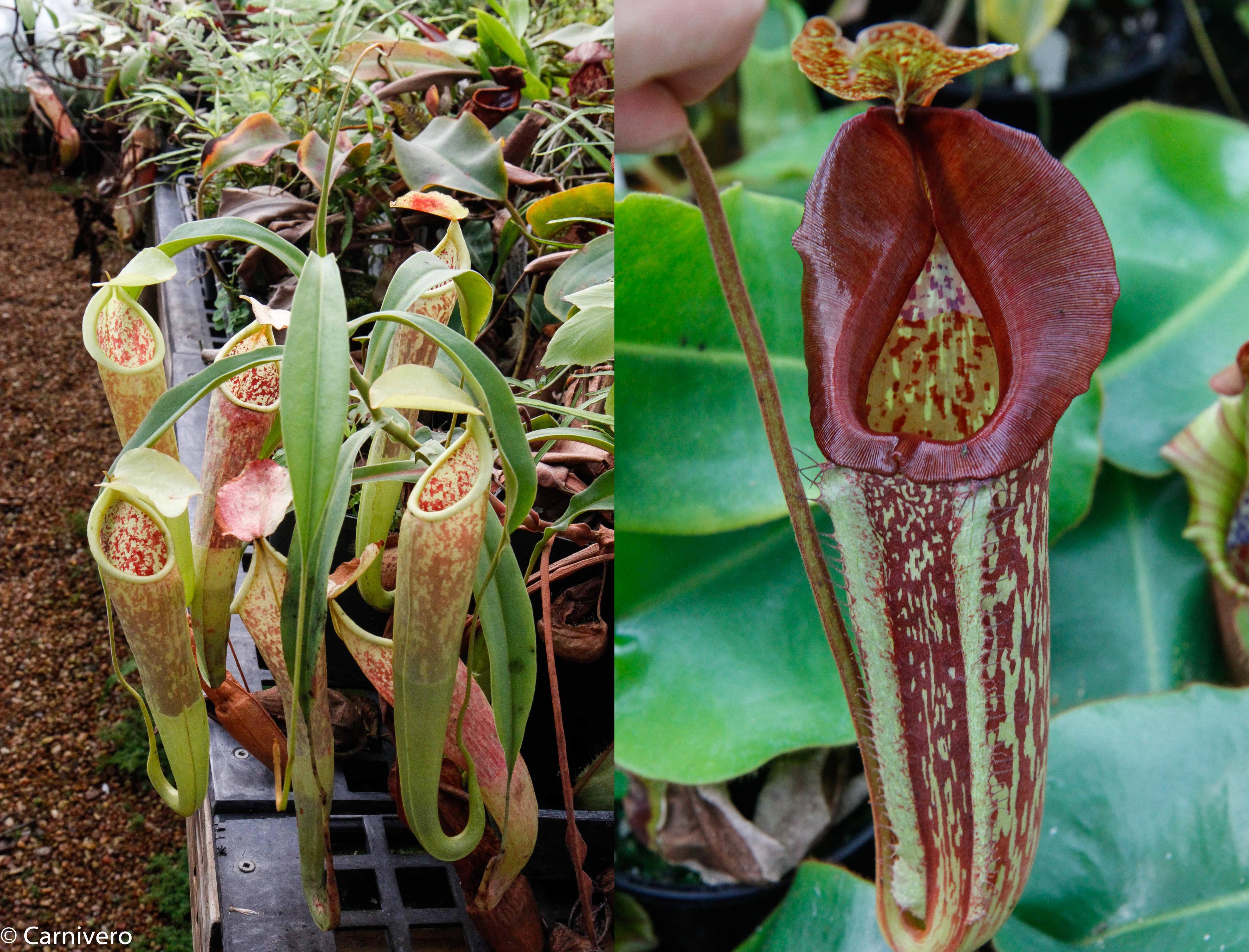 Nepenthes smilesii x maxima, CAR-0114 – Carnivero