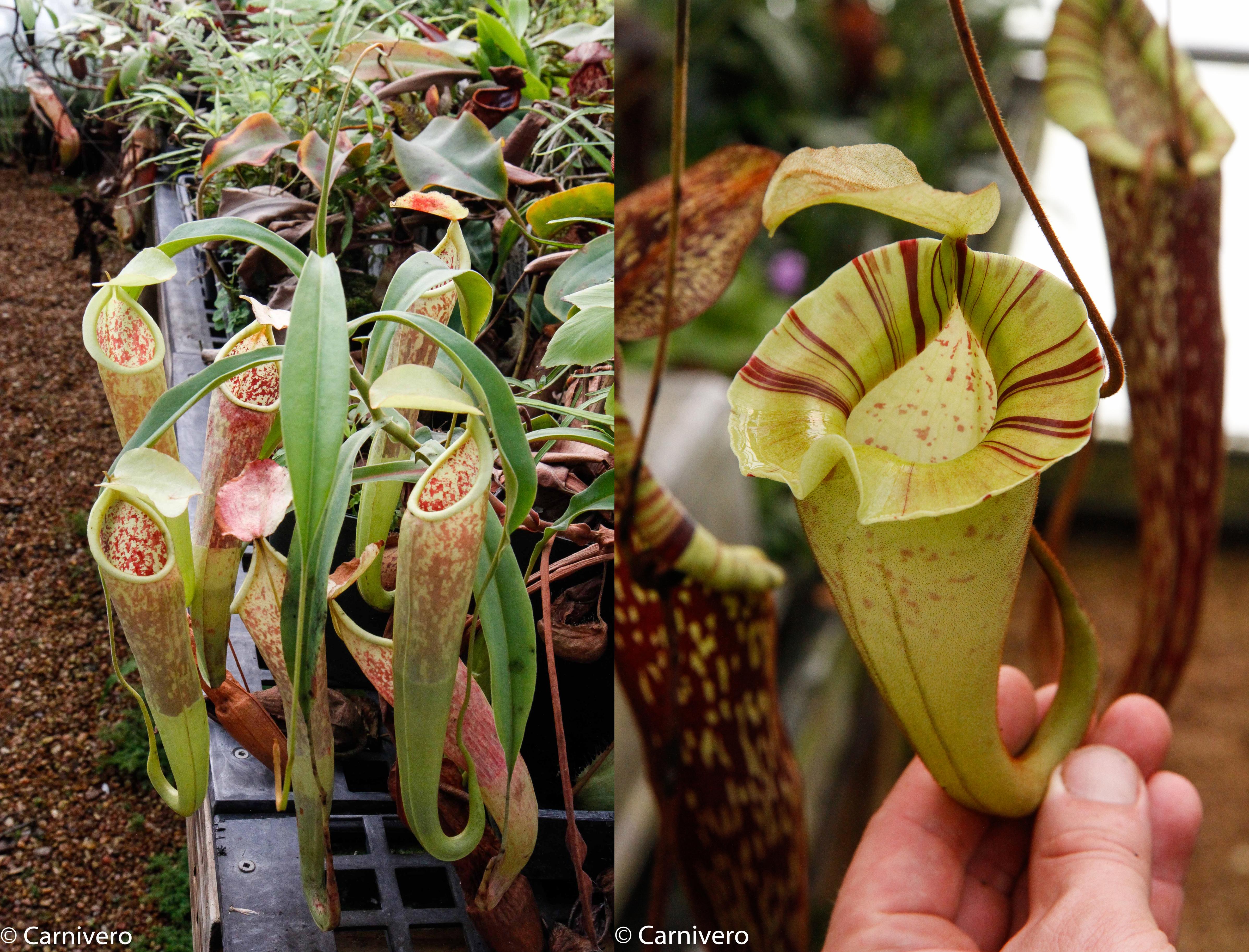 Nepenthes smilesii x platychila, CAR-0115 – Carnivero