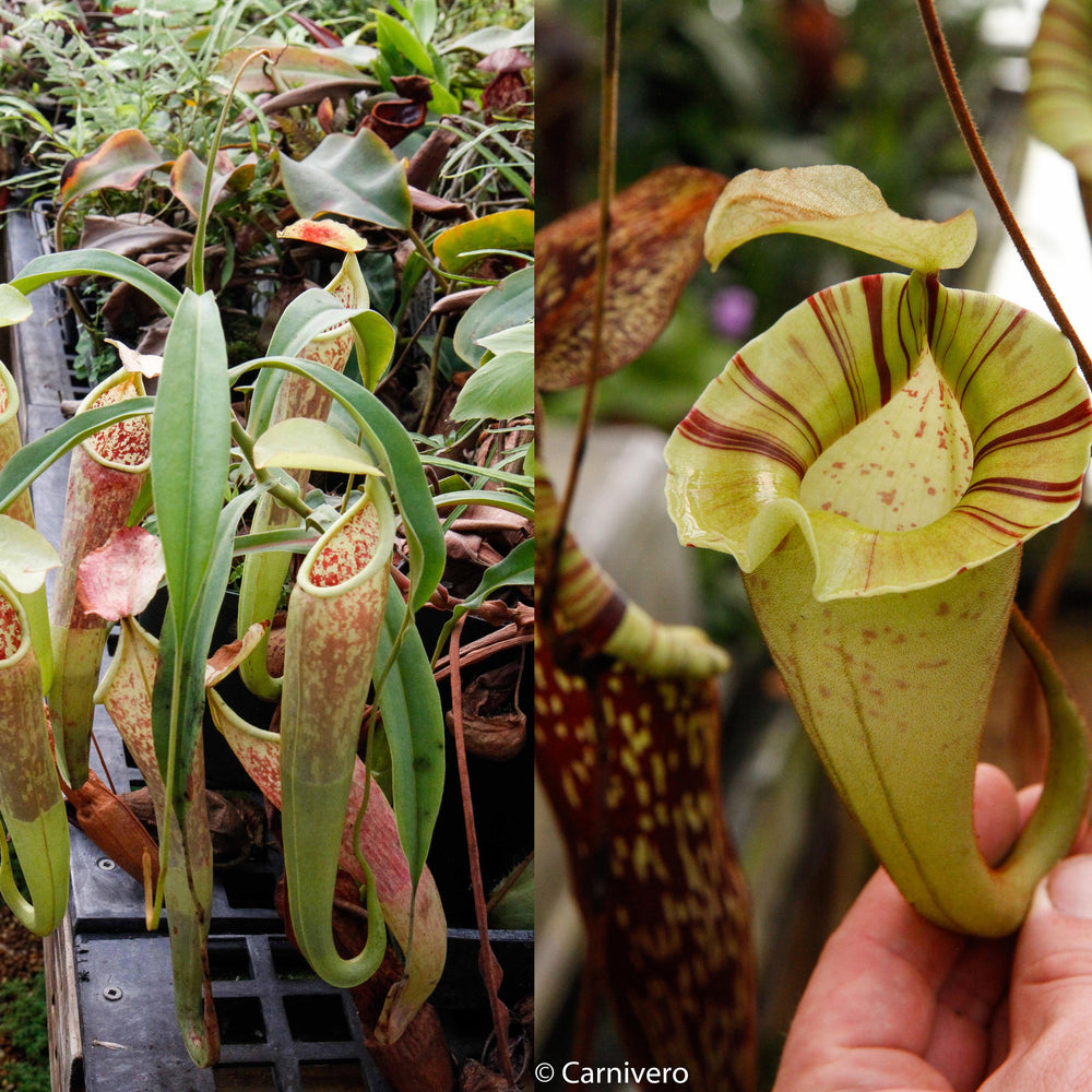 
                      
                        Nepenthes smilesii x platychila, CAR-0115
                      
                    