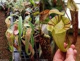 Nepenthes smilesii x platychila, CAR-0115