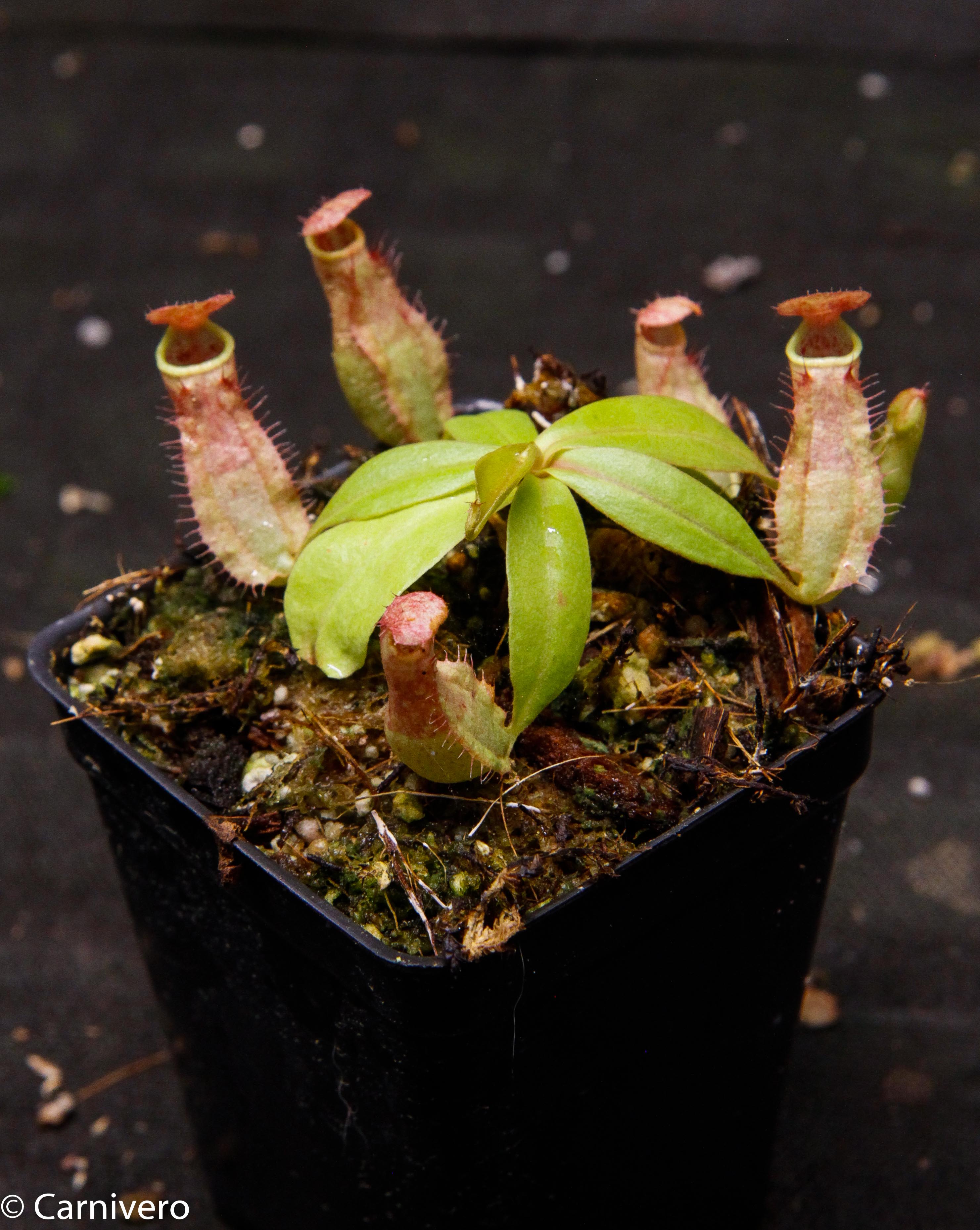 Tricker's Nepenthes コラボ Nepenthes smilesii x bokorensis, CAR-0142 – Carnivero