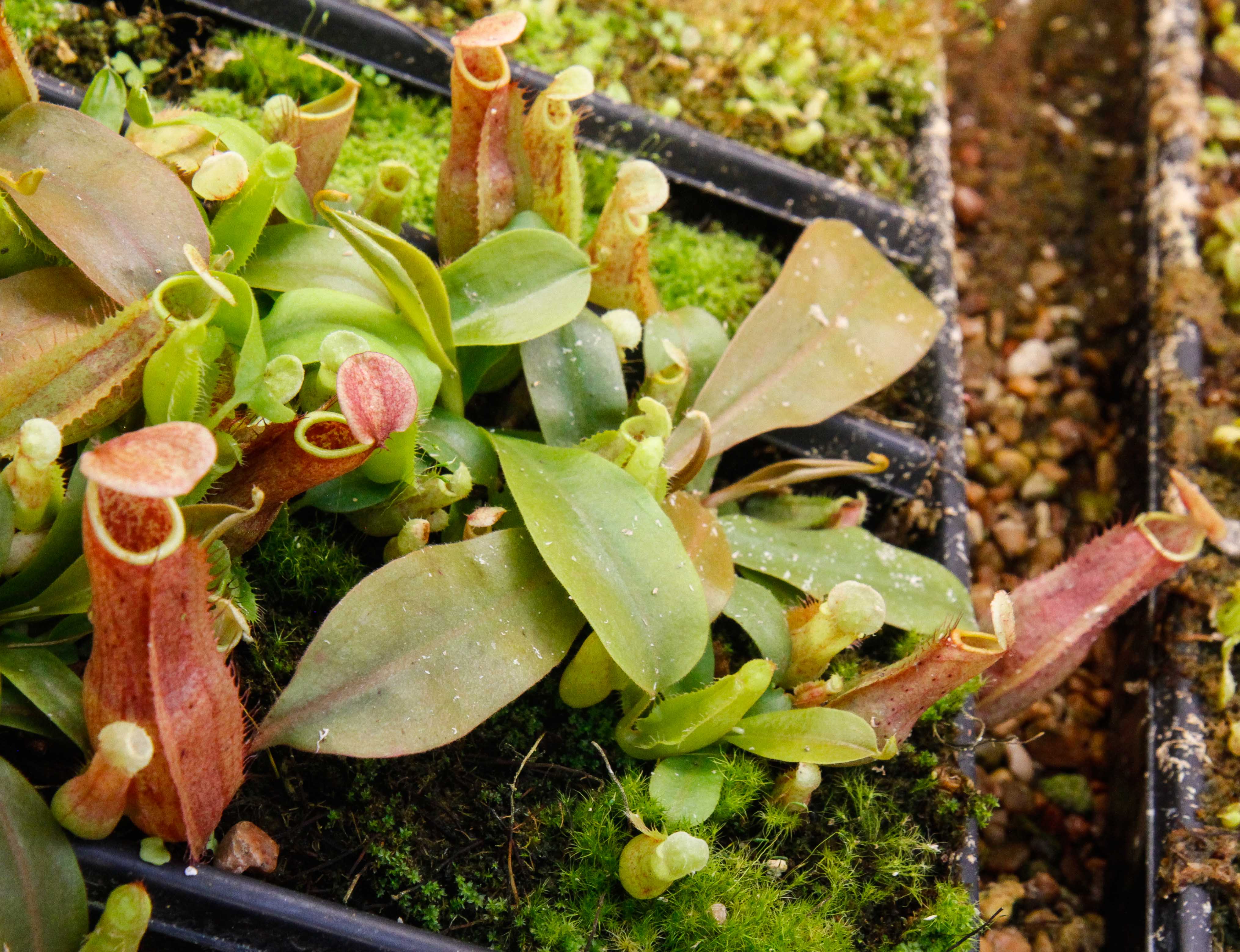 Nepenthes smilesii x maxima, CAR-0114 – Carnivero