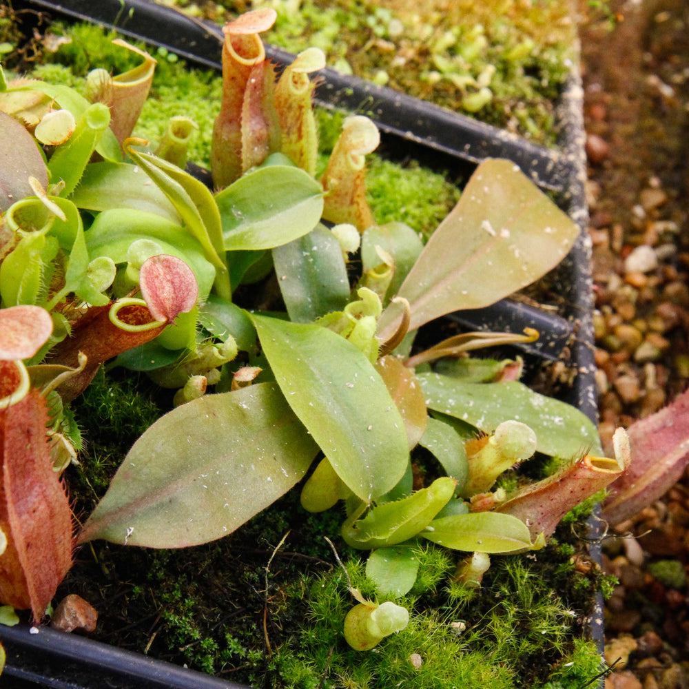 
                      
                        Nepenthes smilesii x maxima, CAR-0114
                      
                    