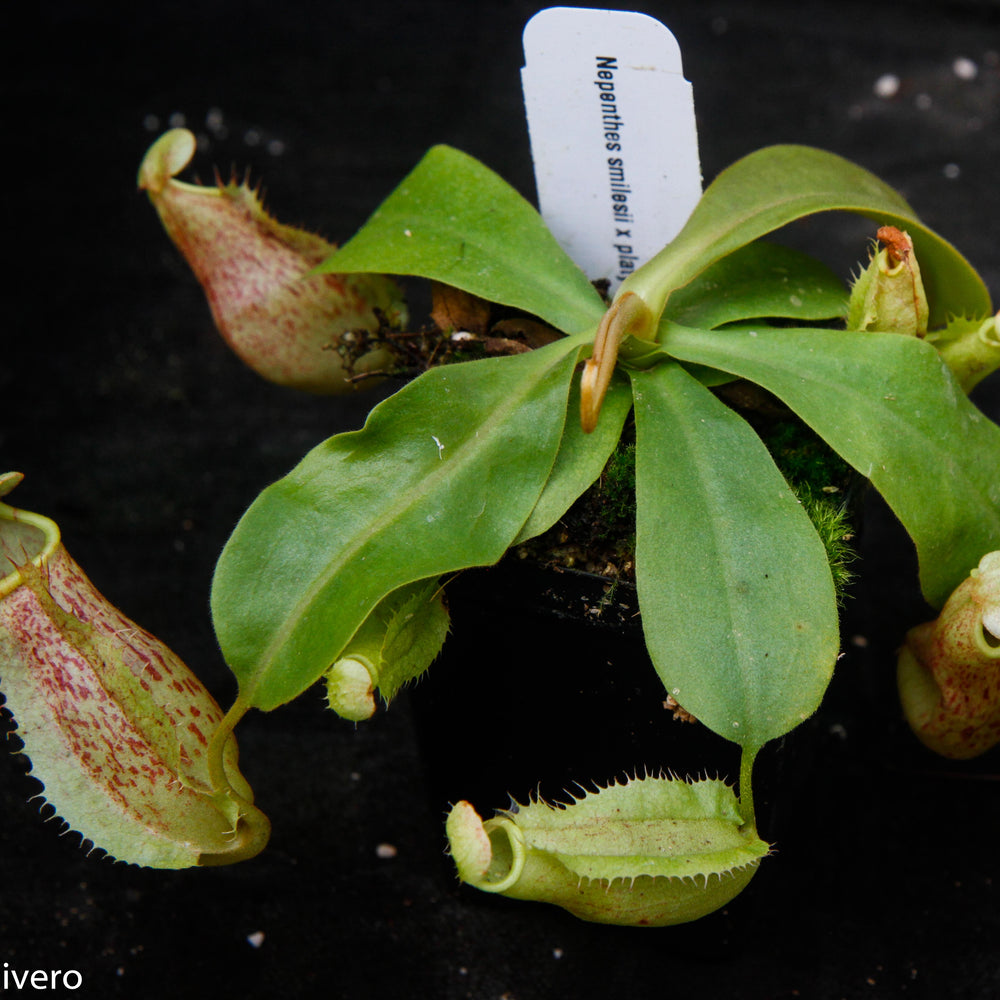 
                      
                        Nepenthes smilesii x platychila, CAR-0115
                      
                    