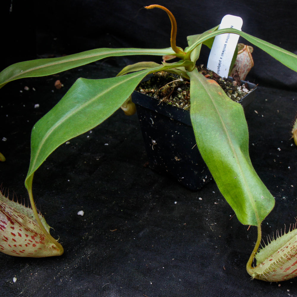 
                      
                        Nepenthes smilesii x platychila, CAR-0115
                      
                    
