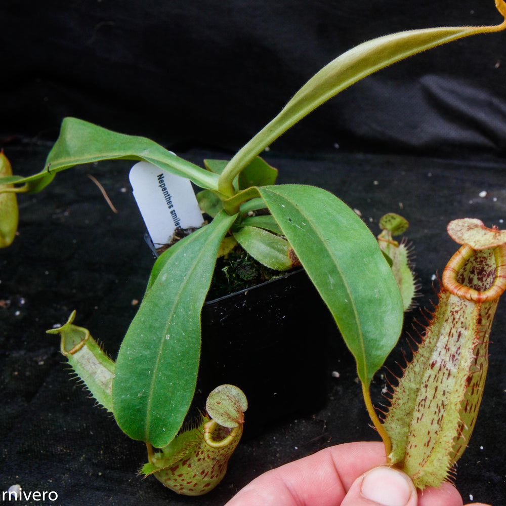 
                      
                        Nepenthes smilesii x platychila, CAR-0115
                      
                    