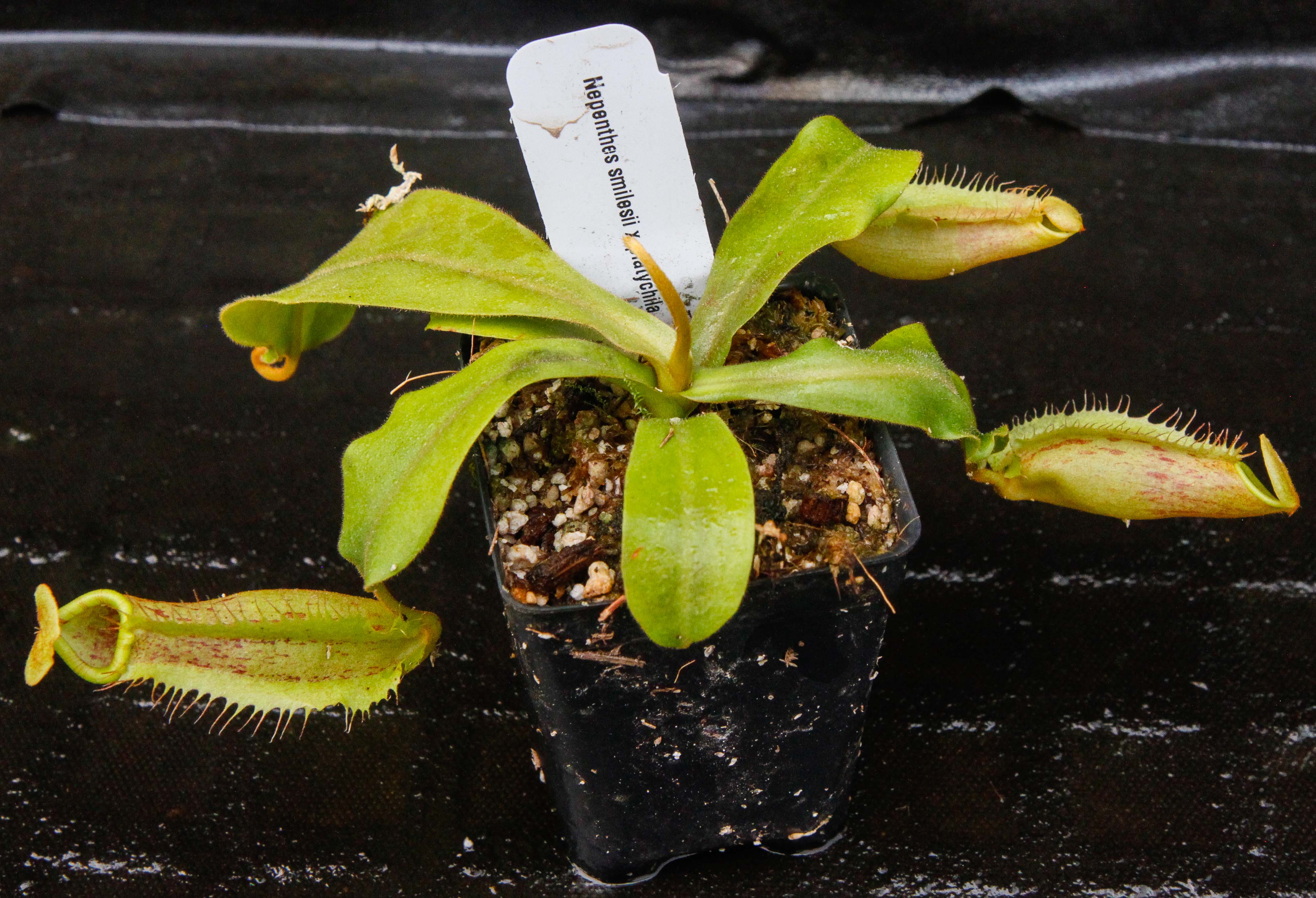 Nepenthes smilesii x platychila, CAR-0115 – Carnivero